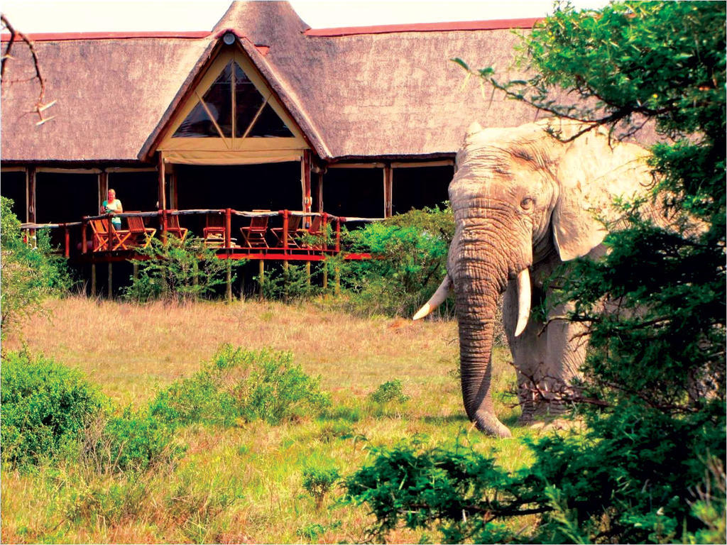 Bush Lodge - Заповедник Амакхала Экстерьер фото